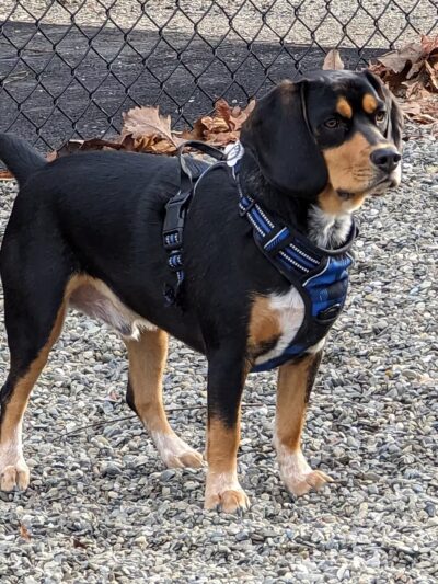 Wanaque Dog Park - Haskell, NJ