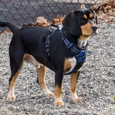 Wanaque Dog Park - Haskell, NJ