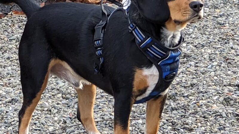 Wanaque Dog Park - Haskell, NJ