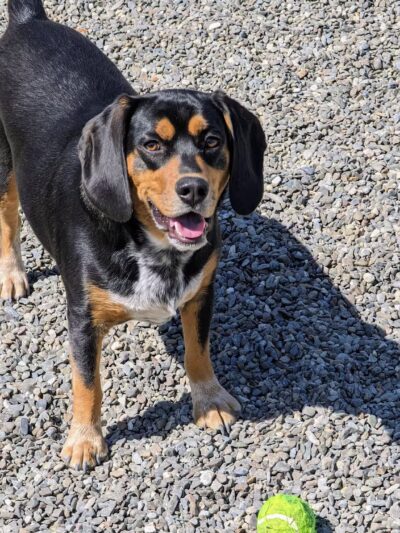 Wanaque Dog Park - Haskell, NJ