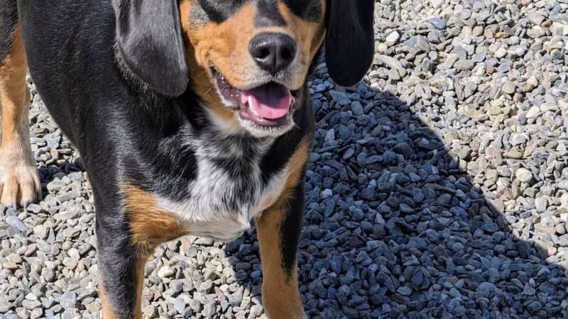 Wanaque Dog Park - Haskell, NJ