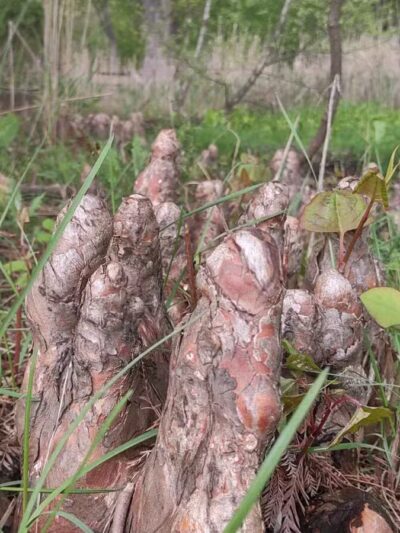 Haworth Park - Haworth, NJ