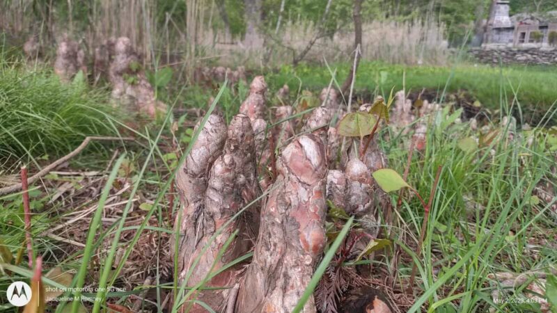 Haworth Park - Haworth, NJ