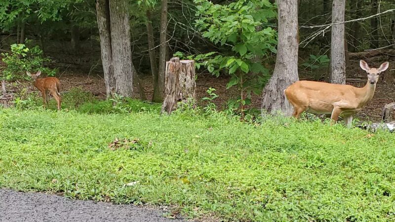 Haysi Kiwanis Park - Haysi, VA