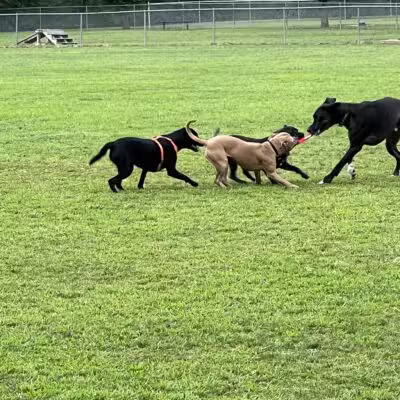 Hendersonville Dog Park - Hendersonville, TN