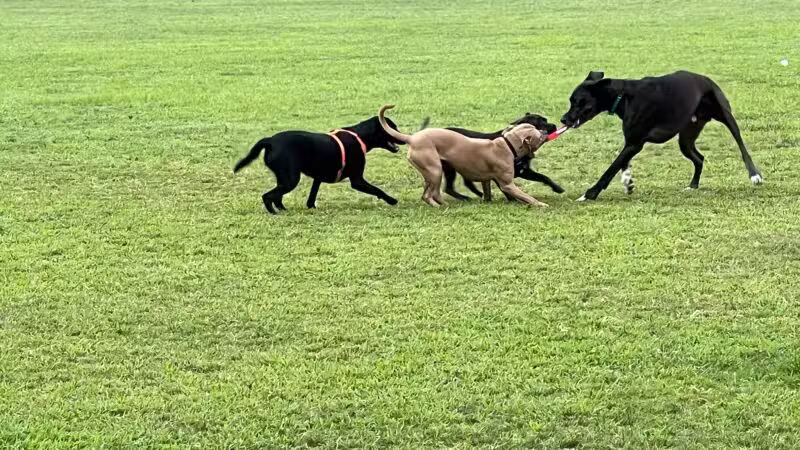 Hendersonville Dog Park - Hendersonville, TN
