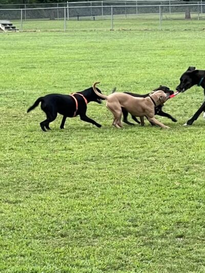 Hendersonville Dog Park - Hendersonville, TN