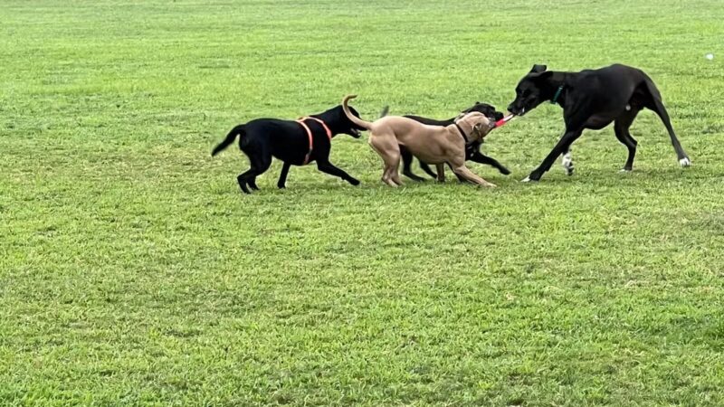 Hendersonville Dog Park - Hendersonville, TN