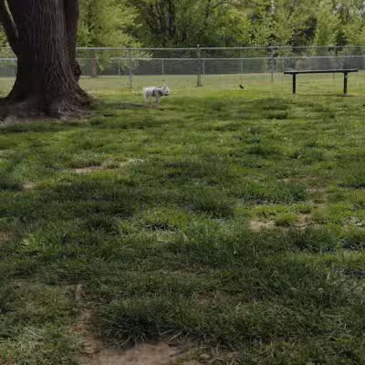 Hendersonville Dog Park - Hendersonville, TN