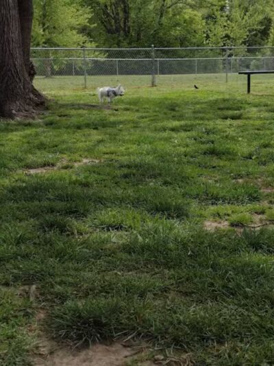 Hendersonville Dog Park - Hendersonville, TN