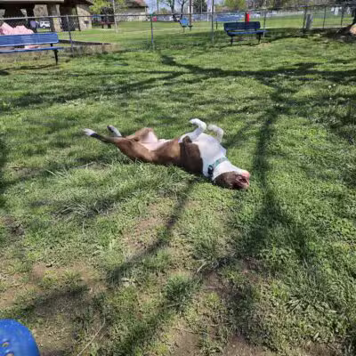 Hendersonville Dog Park - Hendersonville, TN