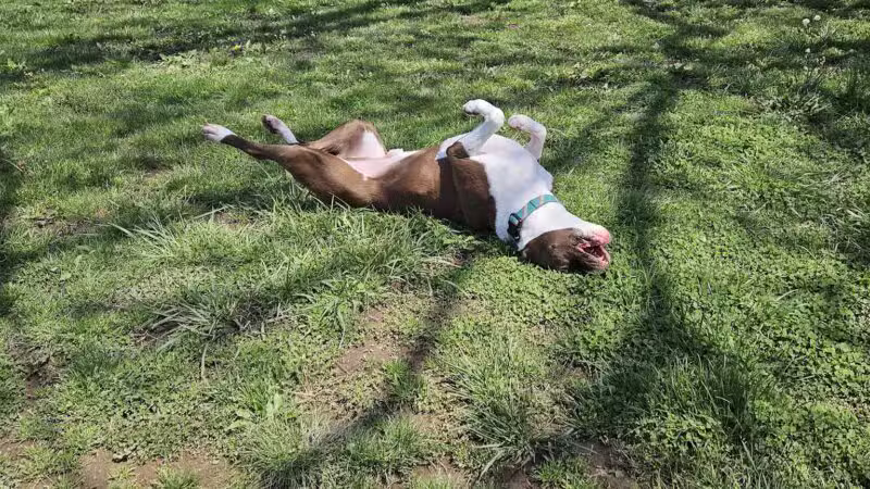 Hendersonville Dog Park - Hendersonville, TN