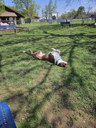 Hendersonville Dog Park - Hendersonville, TN