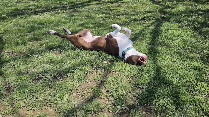 Hendersonville Dog Park - Hendersonville, TN