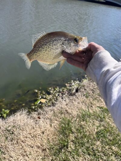Herington City Park - Herington, KS