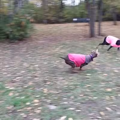 Hibbing Dog Park - Hibbing, MN