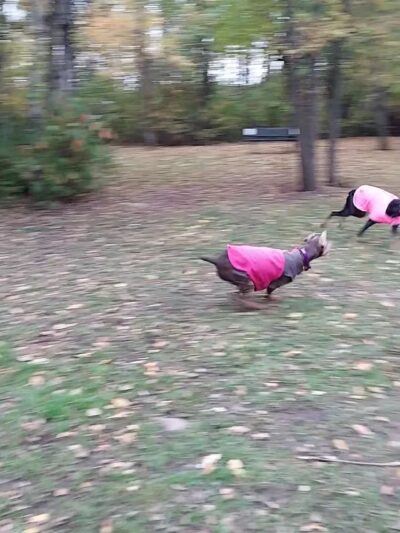 Hibbing Dog Park - Hibbing, MN