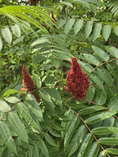 Hibbing Dog Park - Hibbing, MN