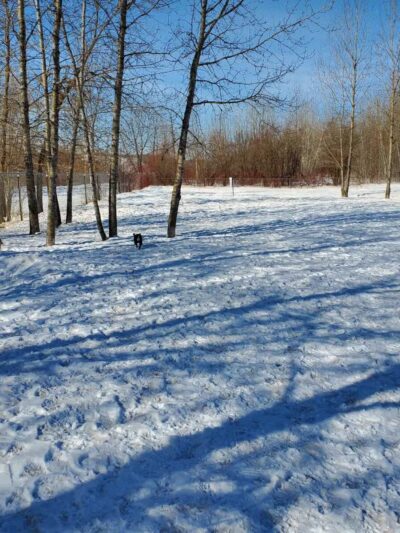 Hibbing Dog Park - Hibbing, MN