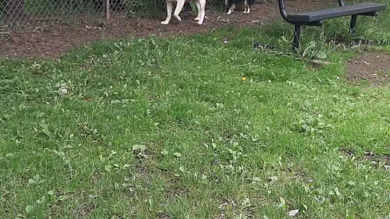 Hibbing Dog Park - Hibbing, MN