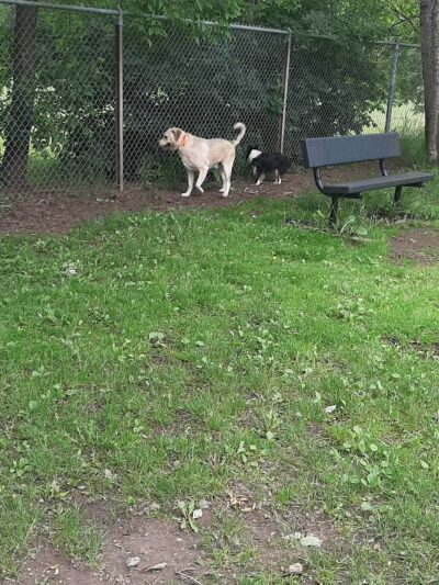 Hibbing Dog Park - Hibbing, MN