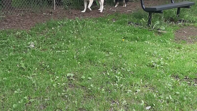 Hibbing Dog Park - Hibbing, MN