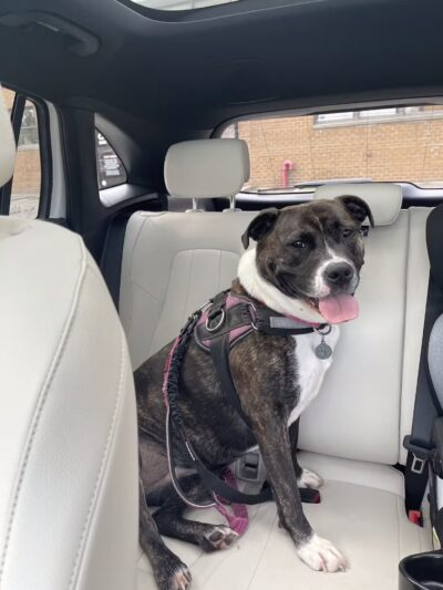 Camp Bow Wow Hicksville - Hicksville, NY