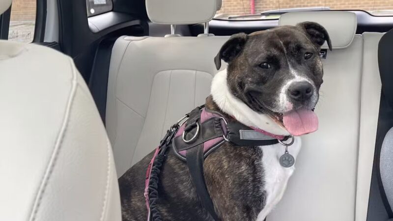 Camp Bow Wow Hicksville - Hicksville, NY