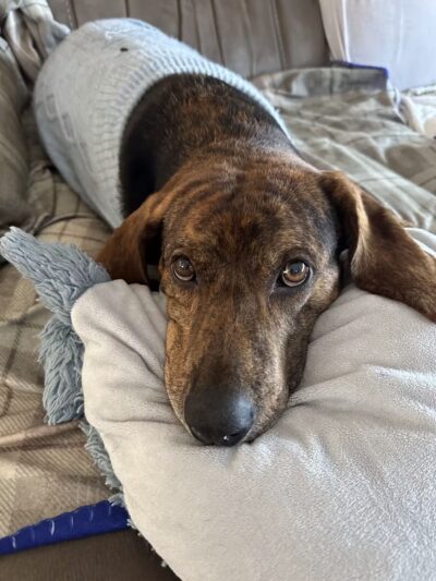 Camp Bow Wow Hicksville - Hicksville, NY