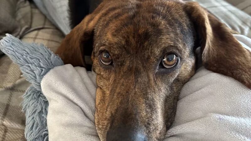 Camp Bow Wow Hicksville - Hicksville, NY