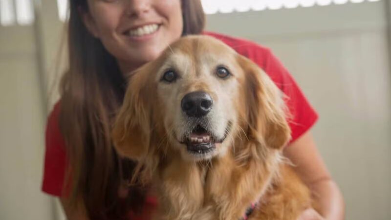 Camp Bow Wow Hicksville - Hicksville, NY