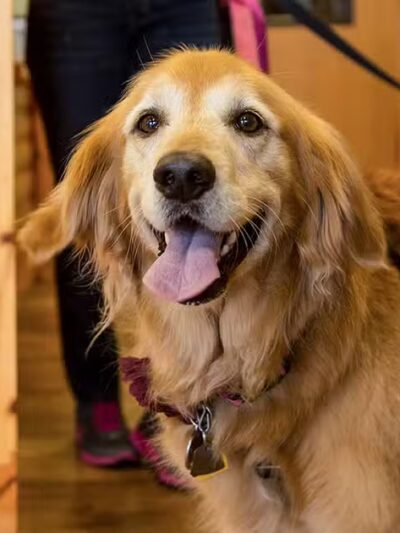 Camp Bow Wow Hicksville - Hicksville, NY