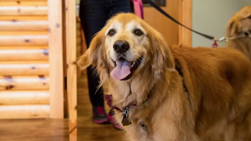 Camp Bow Wow Hicksville - Hicksville, NY