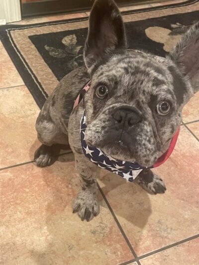 Camp Bow Wow Hicksville - Hicksville, NY