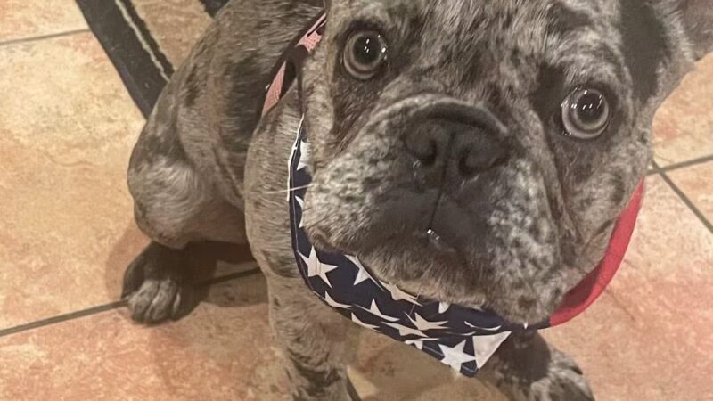 Camp Bow Wow Hicksville - Hicksville, NY