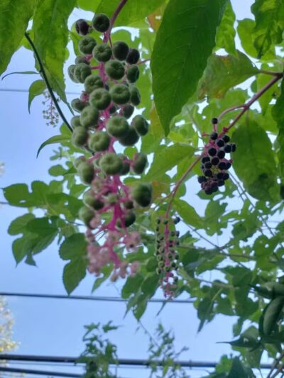 Hidden Park - Hicksville, NY