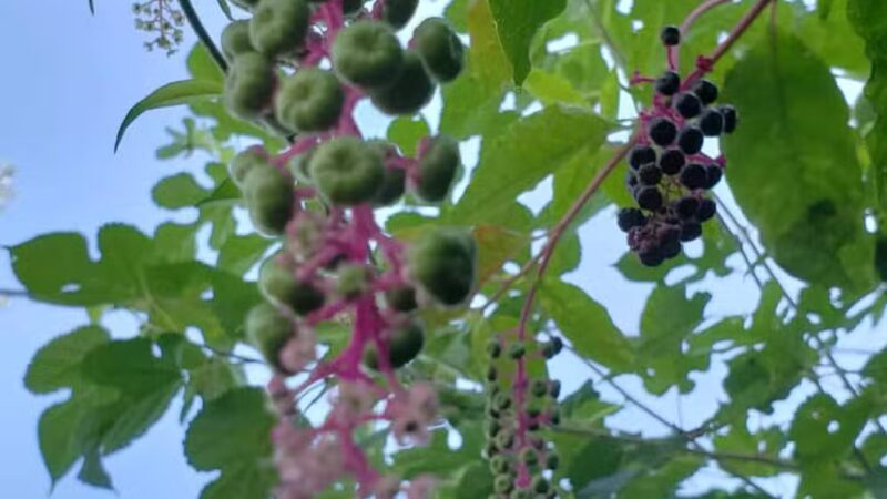 Hidden Park - Hicksville, NY