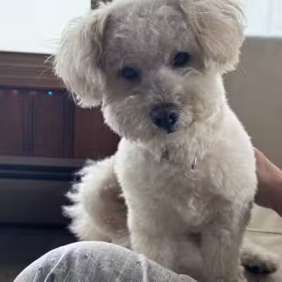 Sudzee pups - Hicksville, NY