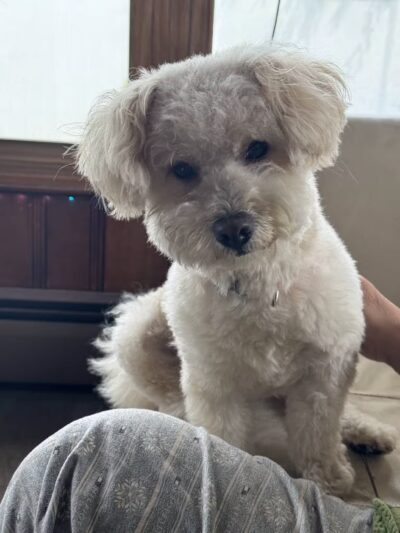 Sudzee pups - Hicksville, NY