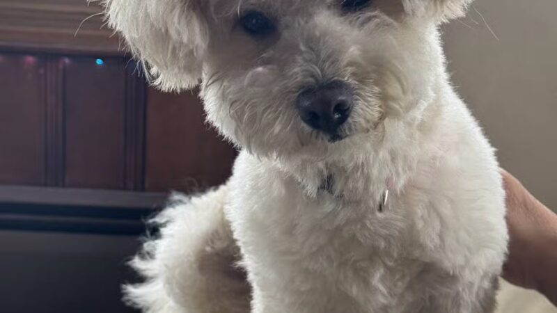 Sudzee pups - Hicksville, NY