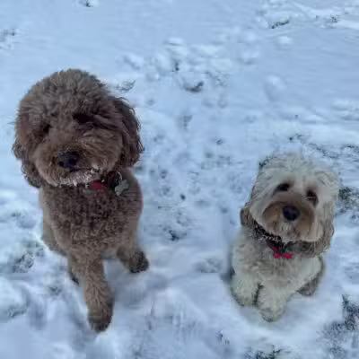 Sudzee pups - Hicksville, NY