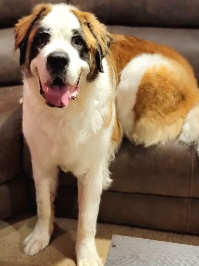 Sudzee pups - Hicksville, NY