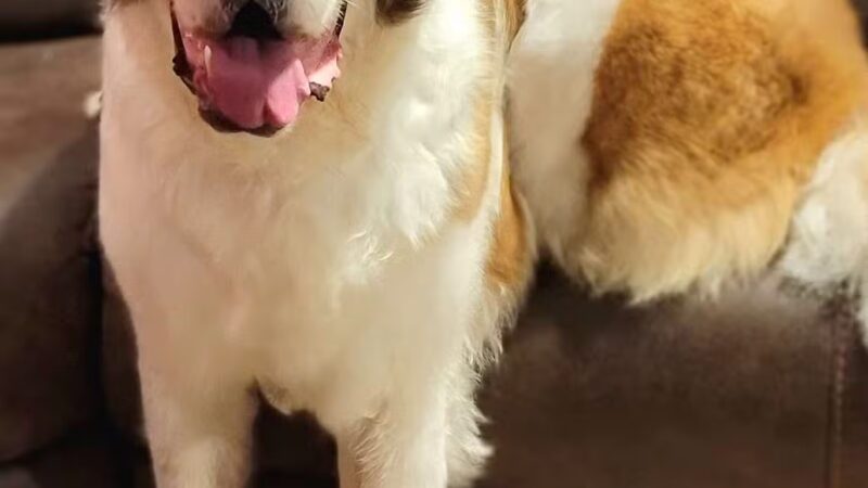 Sudzee pups - Hicksville, NY