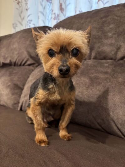 Sudzee pups - Hicksville, NY