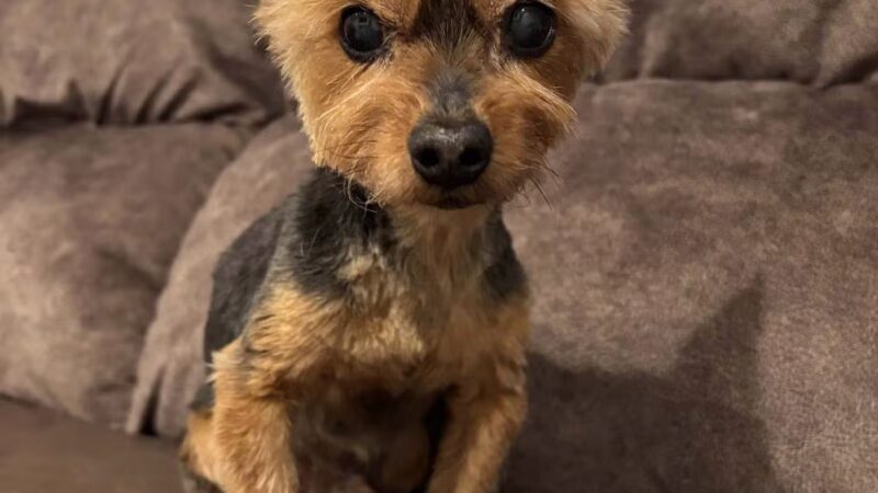 Sudzee pups - Hicksville, NY