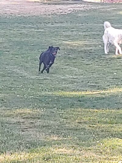 Hedgecock Park - High Point, NC