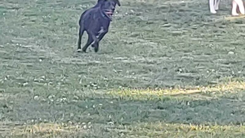 Hedgecock Park - High Point, NC