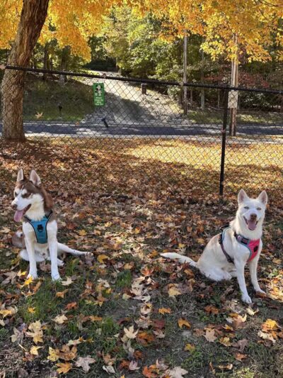 Hedgecock Park - High Point, NC