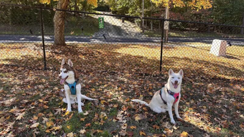 Hedgecock Park - High Point, NC