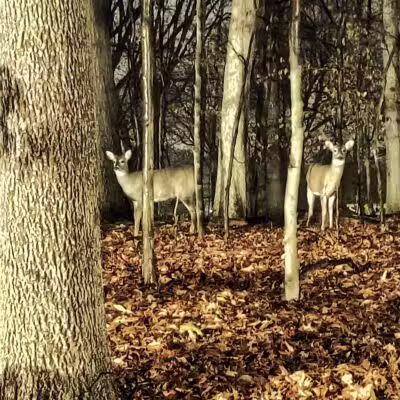 Beechwood Park - Hillsdale, NJ